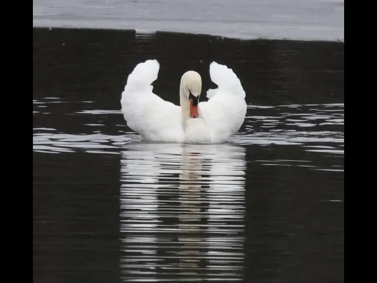 A mute swan at Hager Pond in Marlborough, photographed by Steve Forman.