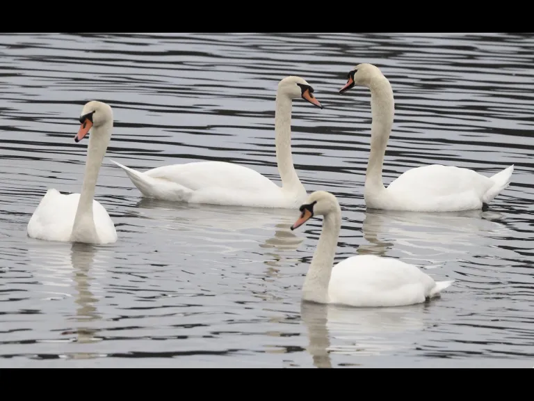 Mute swans at Hager Pond in Marlborough, photographed by Steve Forman.