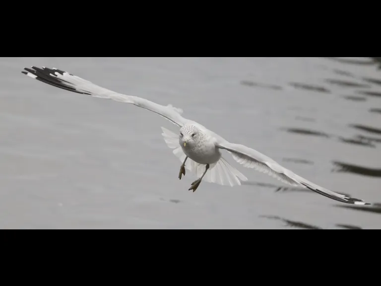 A ring-billed gull at Hager Pond in Marlborough, photographed by Steve Forman.