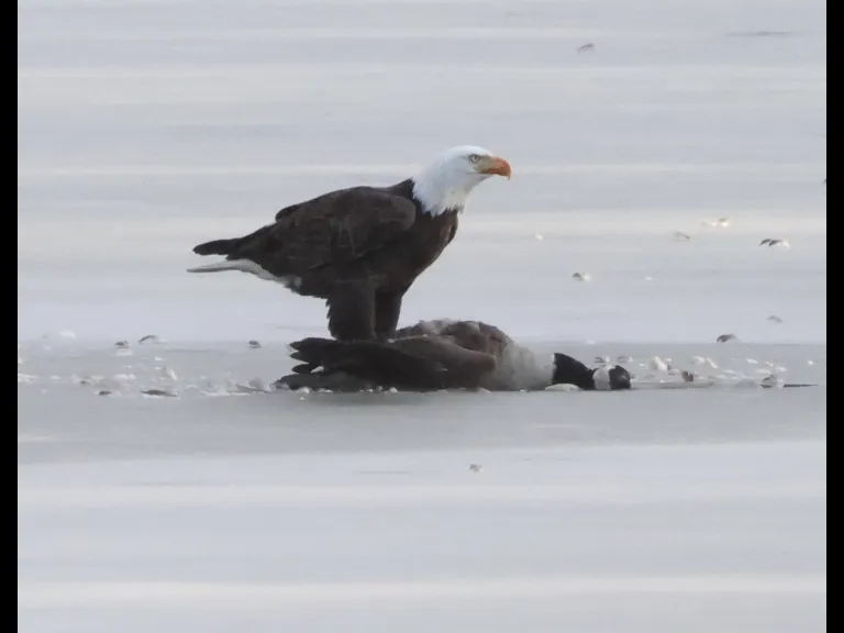 A bald eagle and a Canada goose carcass on Hager Pond in Marlborough, photographed by Steve Forman.