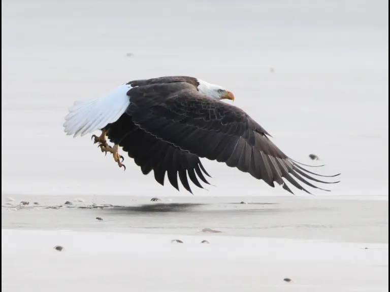A bald eagle on Hager Pond in Marlborough, photographed by Steve Forman.