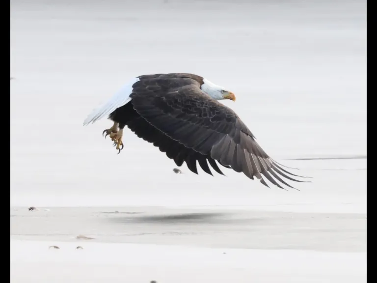 A bald eagle on Hager Pond in Marlborough, photographed by Steve Forman.