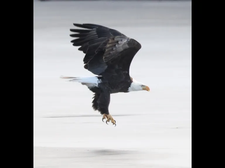 A bald eagle on Hager Pond in Marlborough, photographed by Steve Forman.