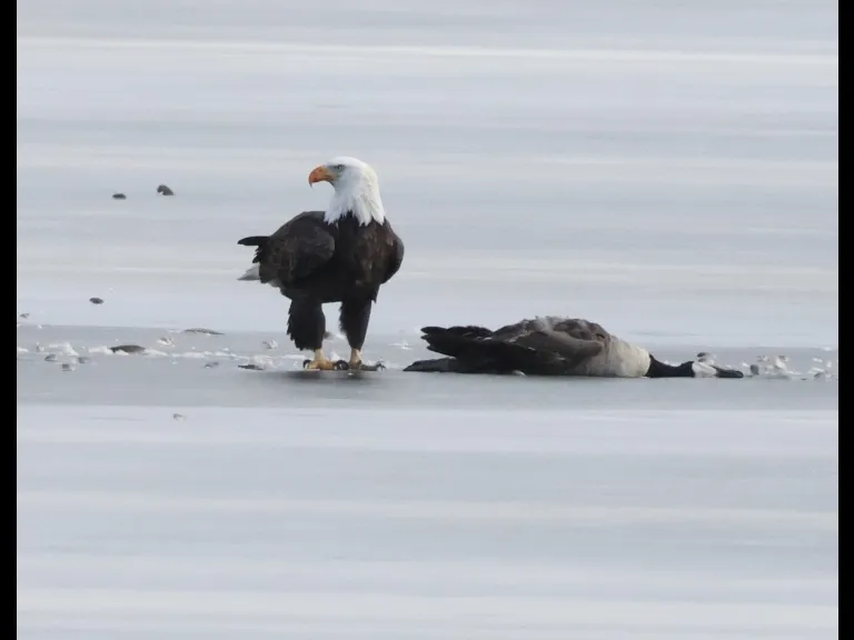 A bald eagle and a Canada goose carcass on Hager Pond in Marlborough, photographed by Steve Forman.