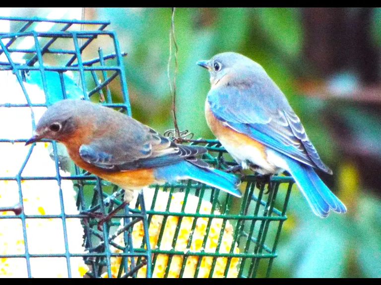 Eastern bluebirds in Harvard, photographed by Robin Right.