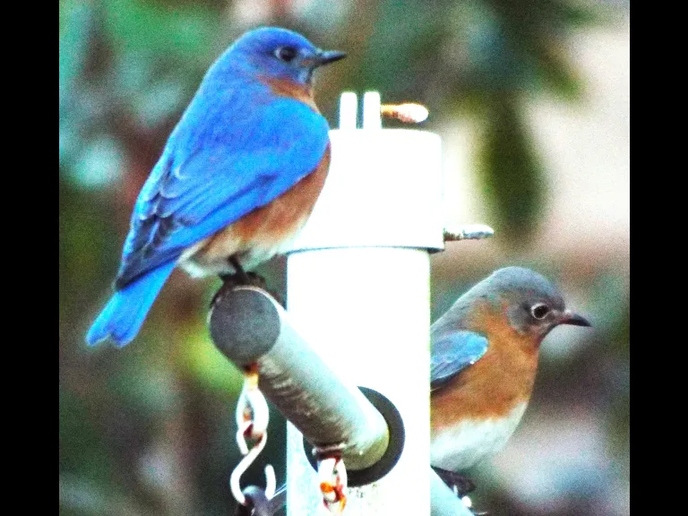 Eastern bluebirds in Harvard, photographed by Robin Right.