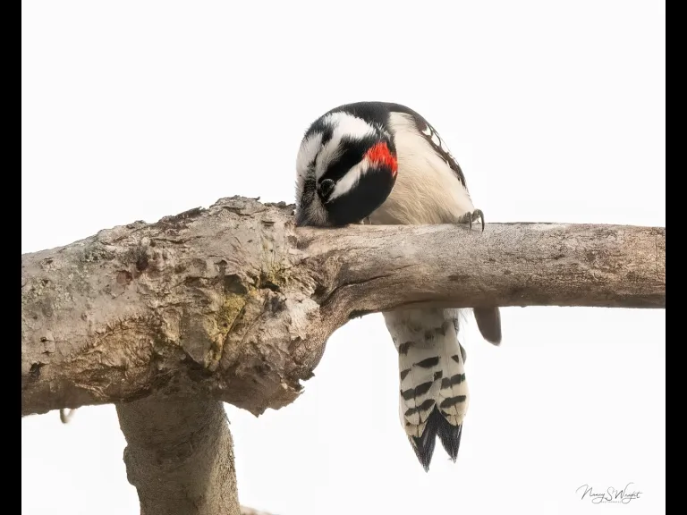 A downy woodpecker in Westborough, photographed by Nancy Szostak Wright.