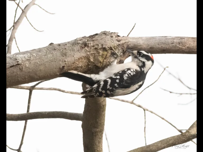A downy woodpecker in Westborough, photographed by Nancy Szostak Wright.
