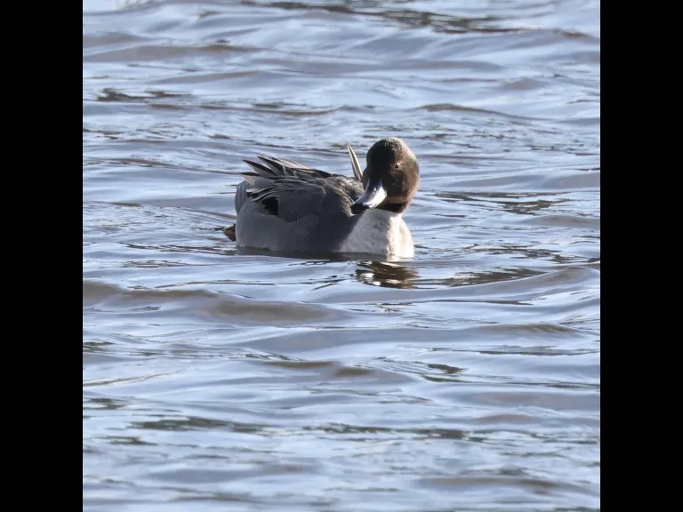 A northern pintail at Hager Pond in Marlborough, photographed by Steve Forman.
