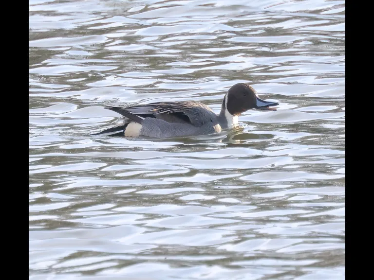 A northern pintail at Hager Pond in Marlborough, photographed by Steve Forman.