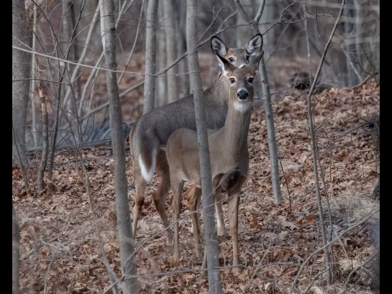 White-tailed deer in Westborough, photographed by Nancy Szostak Wright.