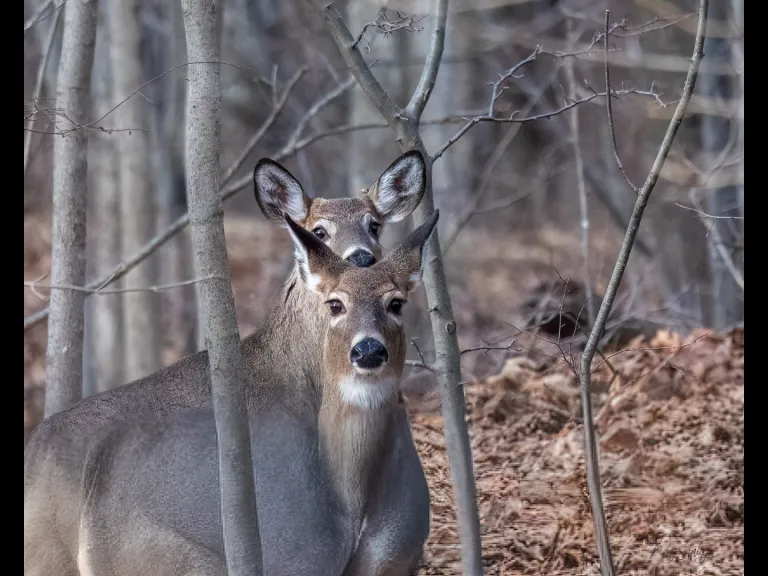 White-tailed deer in Westborough, photographed by Nancy Szostak Wright.