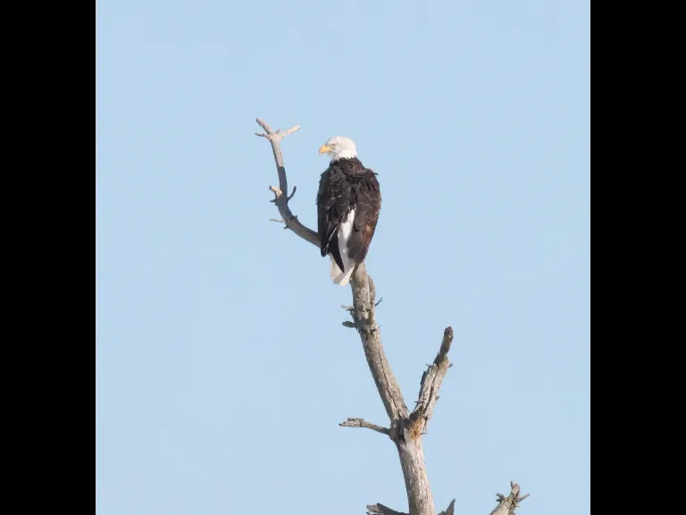 A bald eagle on the Sudbury Reservoir in Southborough, photographed by Steve Forman.