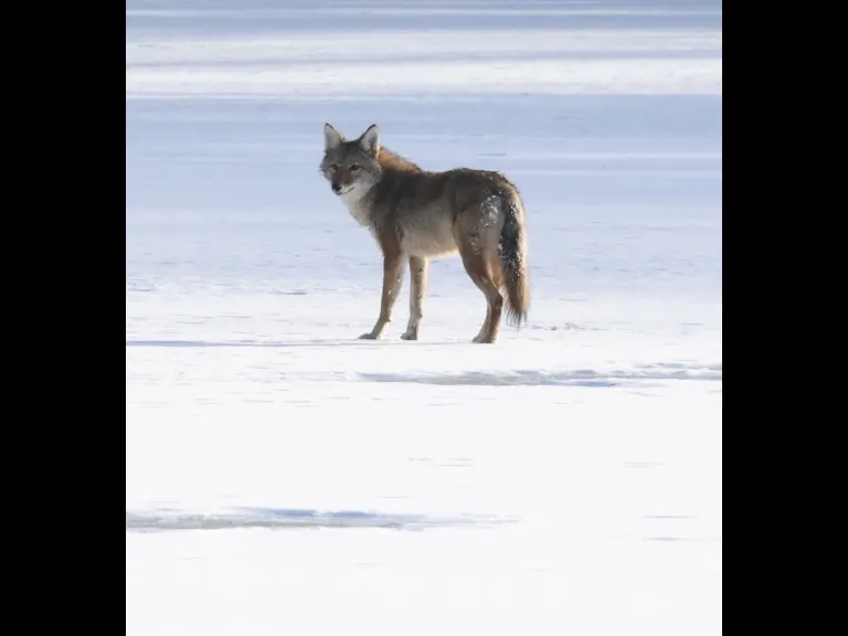 A coyote on Hagar Pond in Marlborough, photographed by Steve Forman.