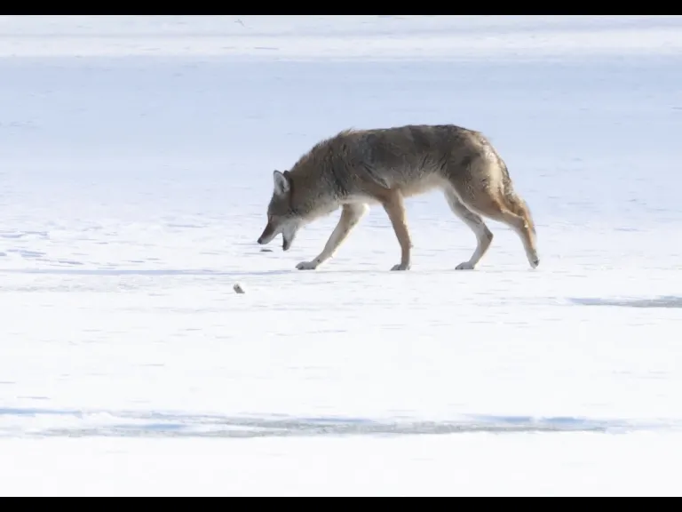 A coyote on Hagar Pond in Marlborough, photographed by Steve Forman.