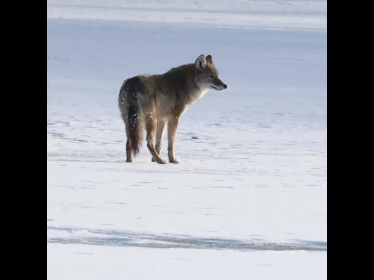 A coyote on Hagar Pond in Marlborough, photographed by Steve Forman.