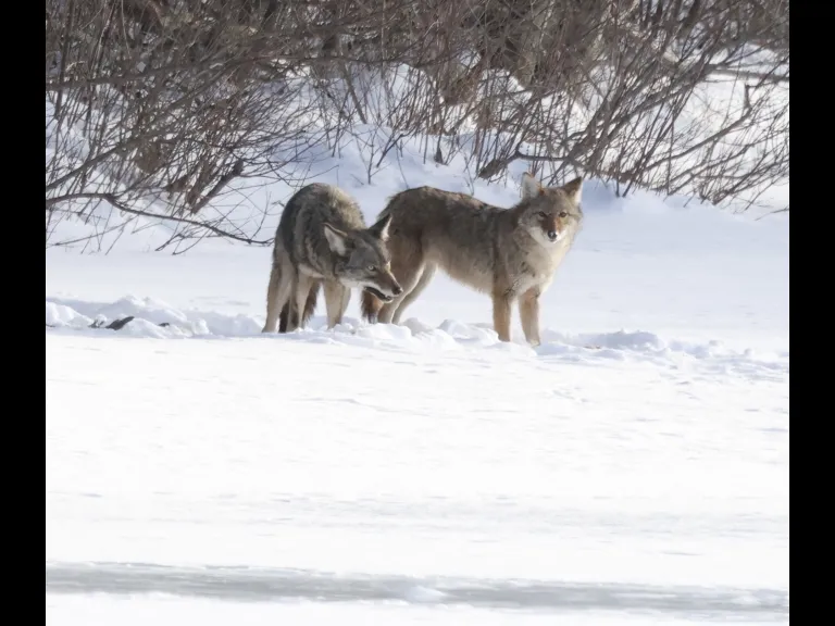 Coyotes on Hagar Pond in Marlborough, photographed by Steve Forman.