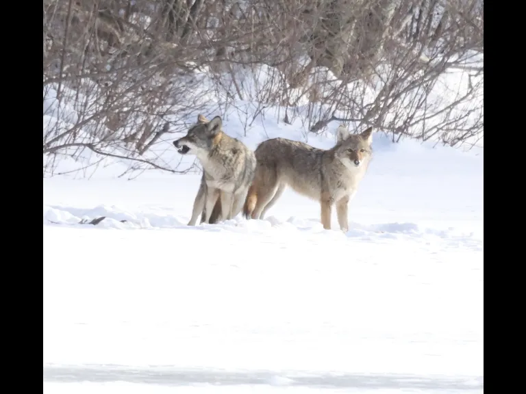Coyotes on Hagar Pond in Marlborough, photographed by Steve Forman.
