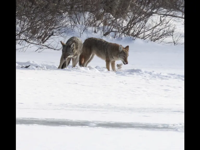Coyotes on Hagar Pond in Marlborough, photographed by Steve Forman.