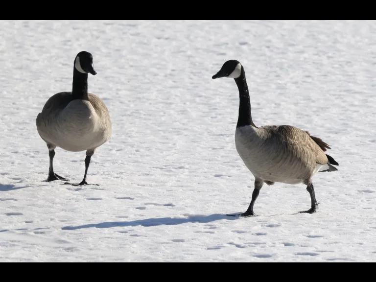 Canada geese at Hager Pond in Marlborough, photographed by Steve Forman.