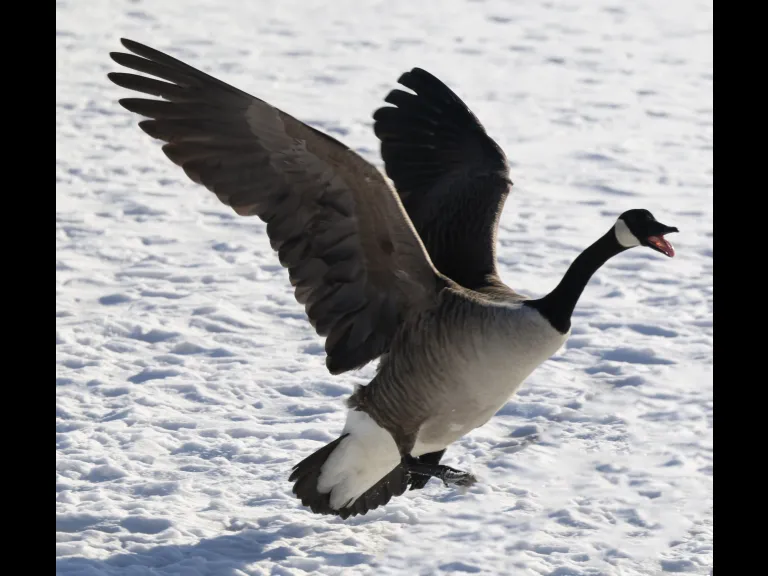 A Canada goose at Hager Pond in Marlborough, photographed by Steve Forman.