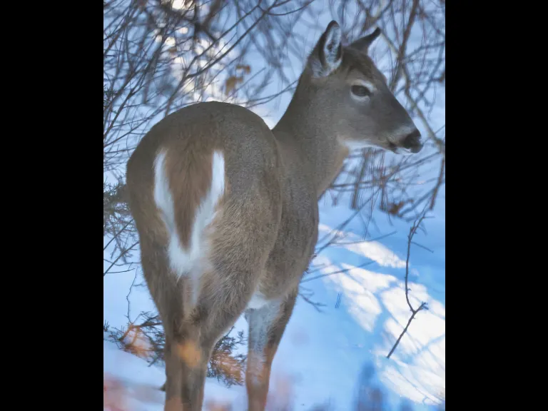 A white-tailed deer in Framingham, photographed by Steve Forman.