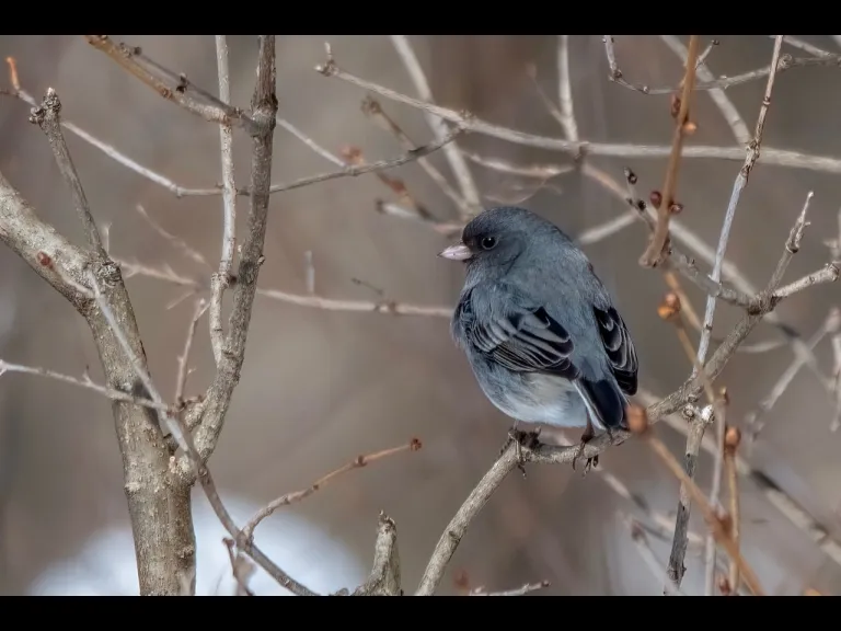A dark-eyed junco in Westborough, photographed by Nancy Szostak Wright.