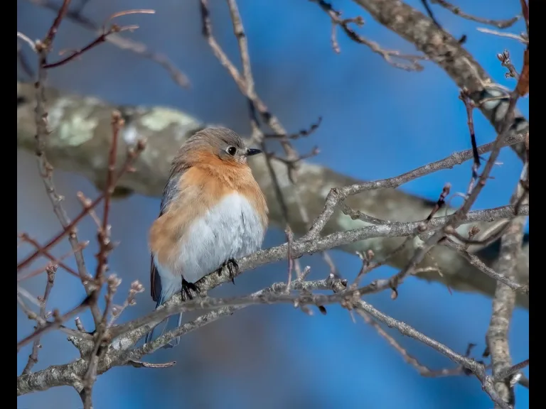 An eastern bluebird in Westborough, photographed by Nancy Szostak Wright.