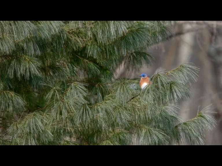 An eastern bluebird in Westborough, photographed by Nancy Szostak Wright.