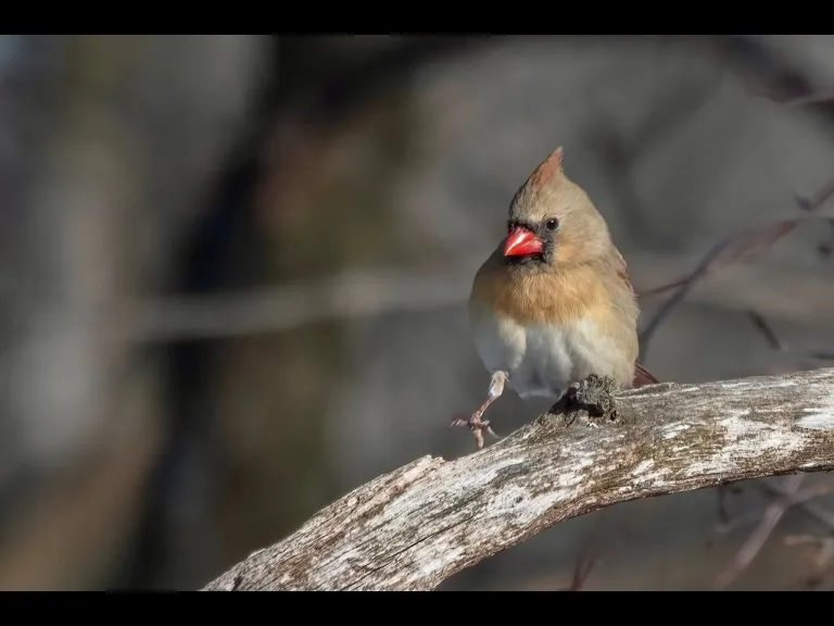 A northern cardinal in Westborough, photographed by Nancy Szostak Wright.