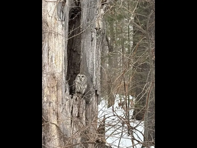 A barred owl in Marlborough, photographed by Greta Reinhold.