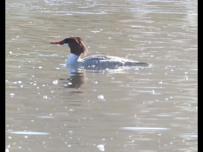 A common merganser at Hager Pond in Marlborough, photographed by Steve Forman.