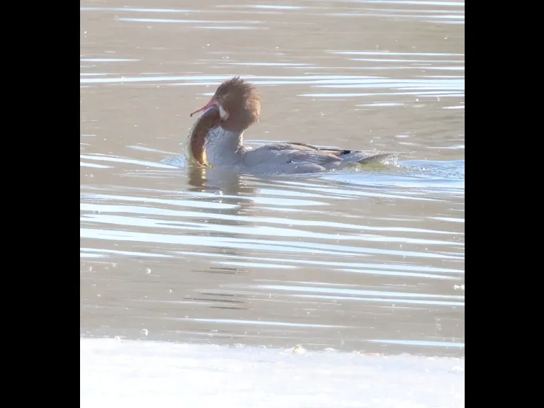 A common merganser with a fish at Hager Pond in Marlborough, photographed by Steve Forman.