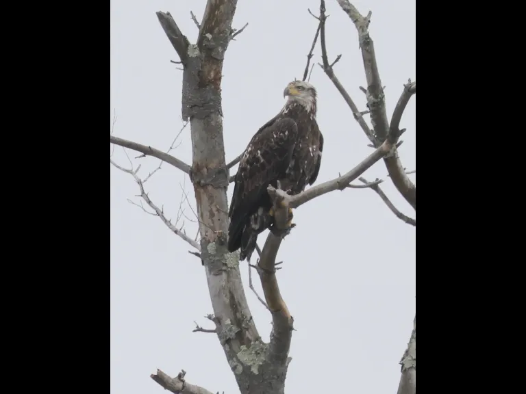 A bald eagle at Hager Pond in Marlborough, photographed by Steve Forman.