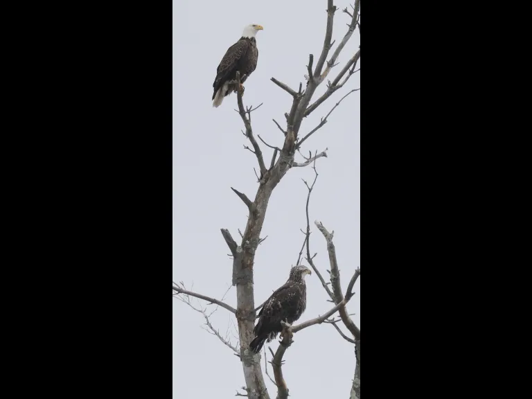 Bald eagles at Hager Pond in Marlborough, photographed by Steve Forman.