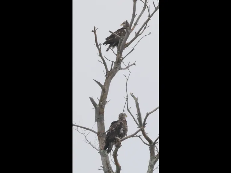 Bald eagles at Hager Pond in Marlborough, photographed by Steve Forman.