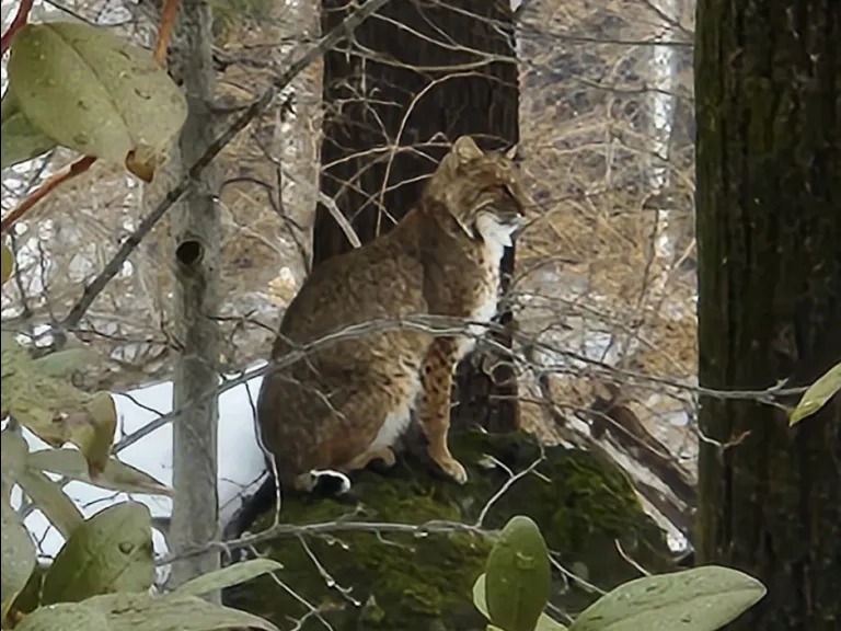 A bobcat in Wayland, photographed by Heather Pineault.