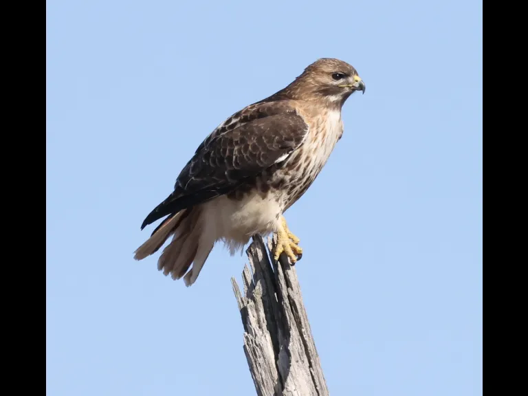A red-tailed hawk at Breakneck Hill Conservation Land in Southborough, photographed by Steve Forman.