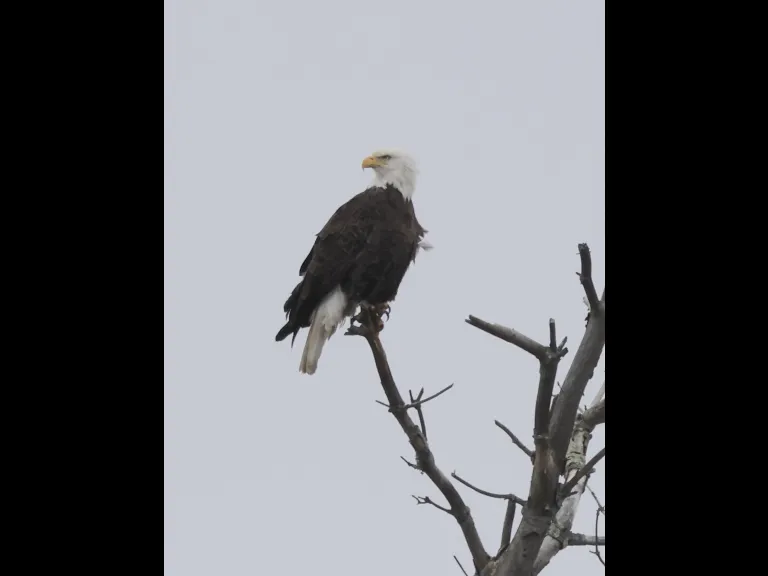 A bald eagle at Hager Pond in Marlborough, photographed by Steve Forman.