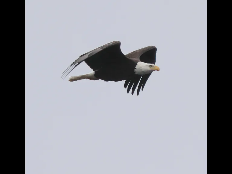 A bald eagle at Hager Pond in Marlborough, photographed by Steve Forman.