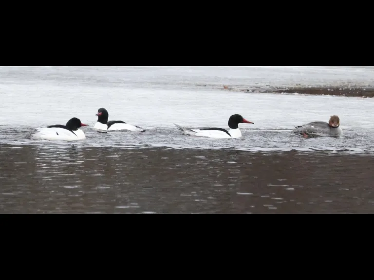 Common mergansers on the Sudbury River in Framingham, photographed by Steve Forman.