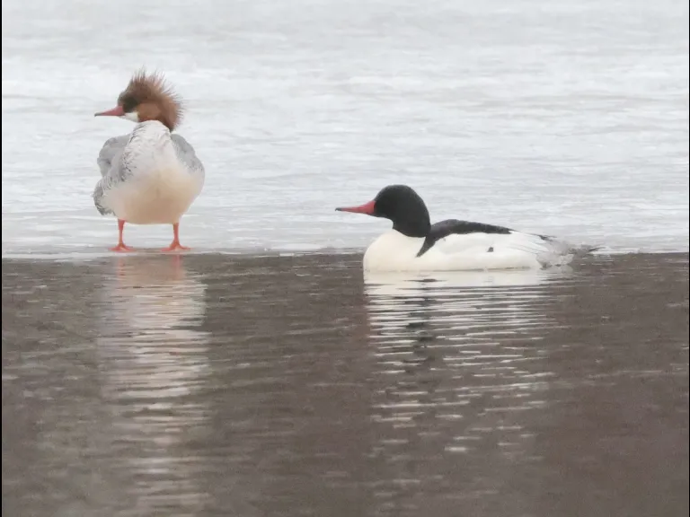 Common mergansers on the Sudbury River in Framingham, photographed by Steve Forman.
