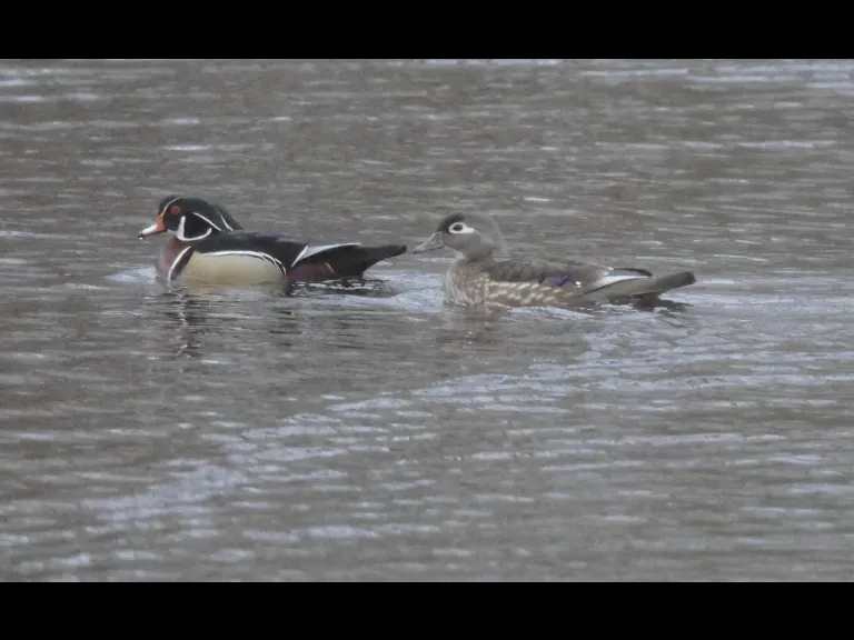 Wood ducks on the Sudbury River in Framingham, photographed by Steve Forman.