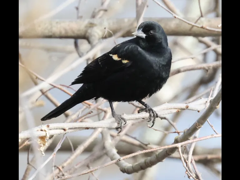 A red-winged blackbird at Hager Pond in Marlborough, photographed by Steve Forman.
