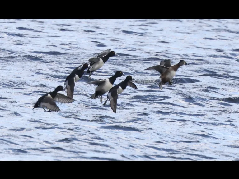 Ring-necked ducks at Hager Pond in Marlborough, photographed by Steve Forman.