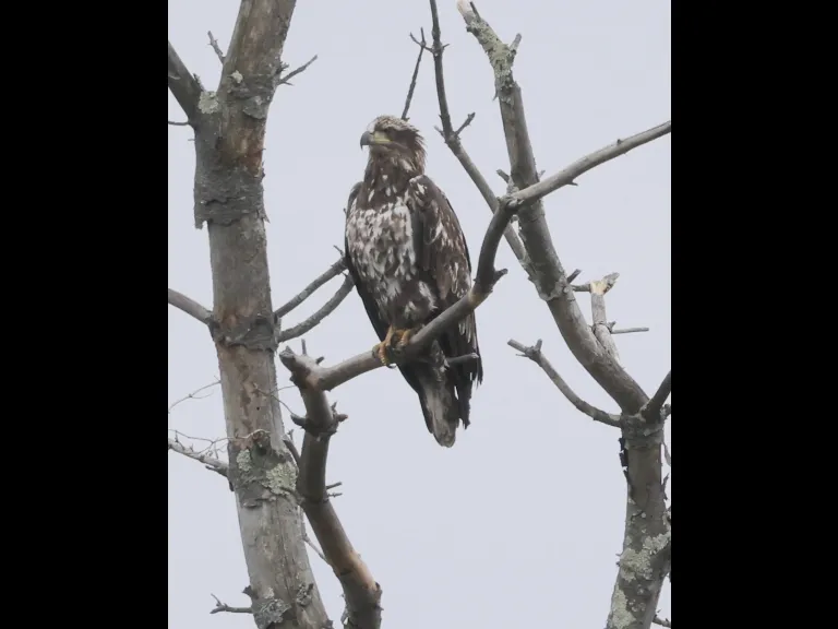 A bald eagle at Hager Pond in Marlborough, photographed by Steve Forman.