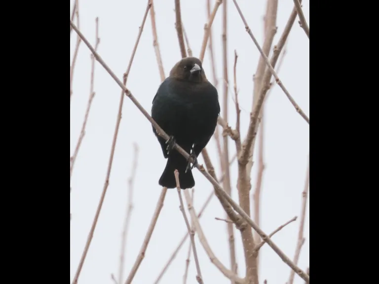 A brown-headed cowbird at Breakneck Hill Conservation Land in Southborough, photographed by Steve Forman.