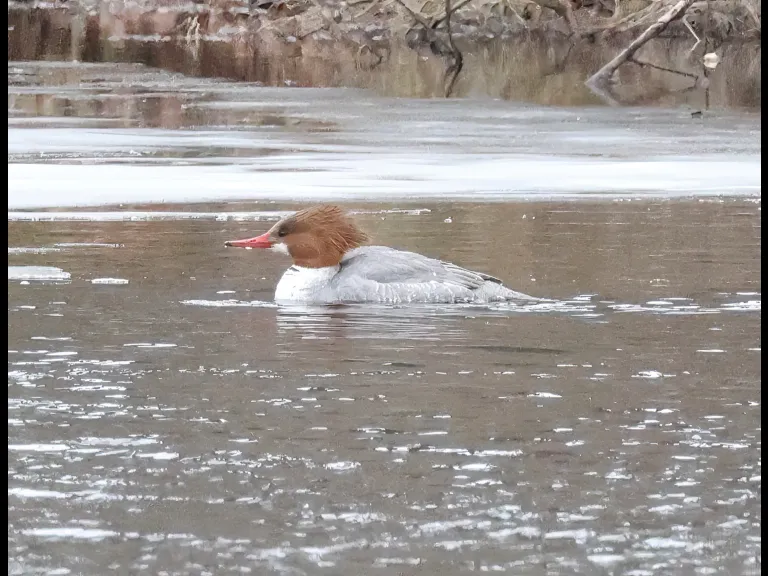 A common merganser on the Sudbury River in Framingham, photographed by Steve Forman.
