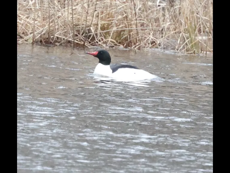 A common merganser on the Sudbury River in Framingham, photographed by Steve Forman.