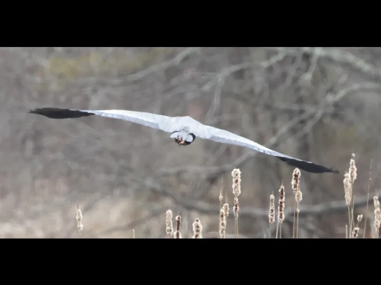 A great blue heron at Grist Mill Pond in Sudbury, photographed by Steve Forman.